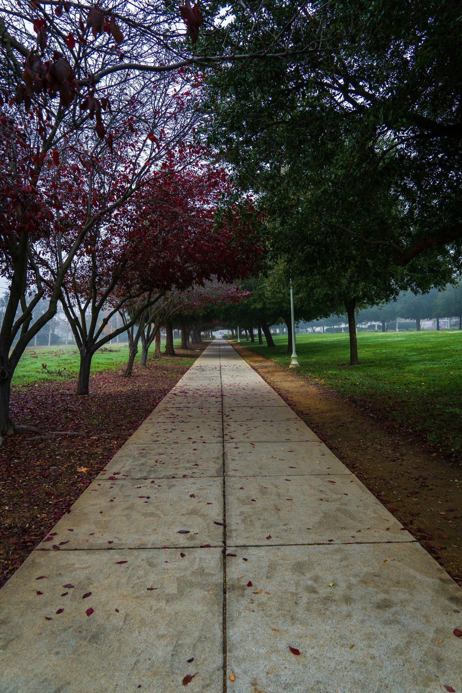 Tree-lined park walkway in Elk Grove, California